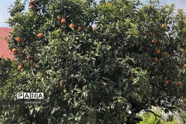 جاذبه‌های گردشگری سرخ‌رود در استان مازندران