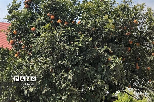جاذبه‌های گردشگری سرخ‌رود در استان مازندران