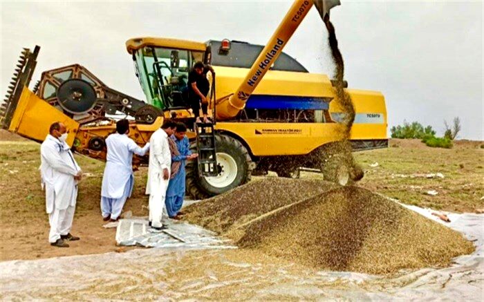 نخستین برداشت دانه‌های روغنی کلزای کشور در بمپور آغاز شد