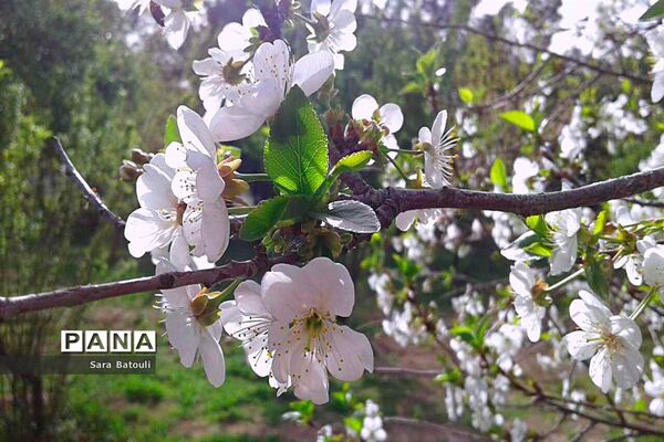 بهار طبیعت