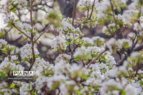 شکوفه های بهاری در ده غیبی