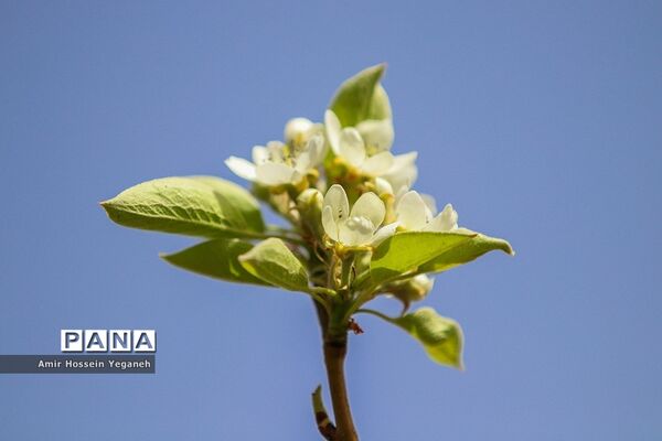 شکوفه های بهاری در ده غیبی