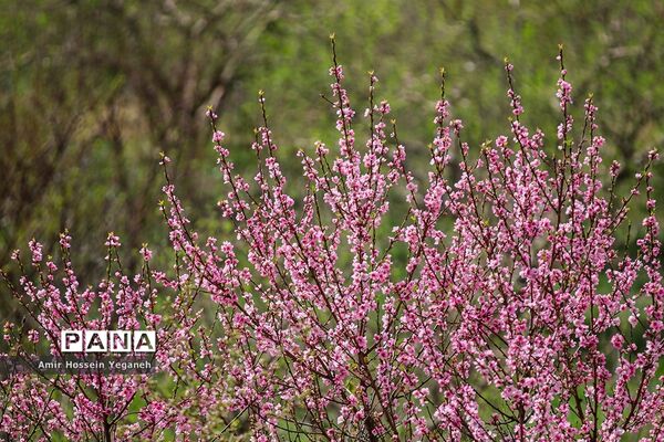شکوفه های بهاری در ده غیبی