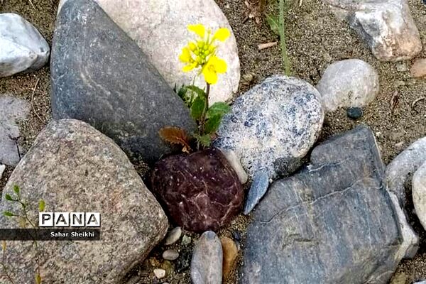 طبیعت روستای چشمه سرخ