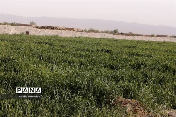 طبیعت  و بهاردر روستا های   شهرستان کاشمر