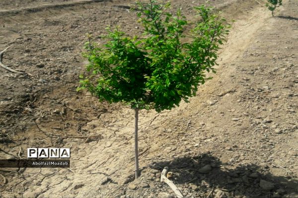 طبیعت  و بهاردر روستا های   شهرستان کاشمر