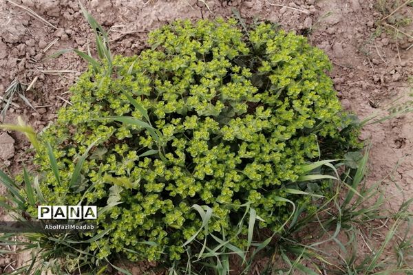 طبیعت  و بهاردر روستا های   شهرستان کاشمر