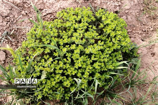 طبیعت  و بهاردر روستا های   شهرستان کاشمر