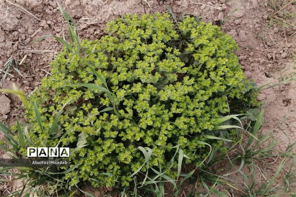 طبیعت  و بهاردر روستا های   شهرستان کاشمر