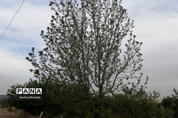 طبیعت  و بهاردر روستا های   شهرستان کاشمر