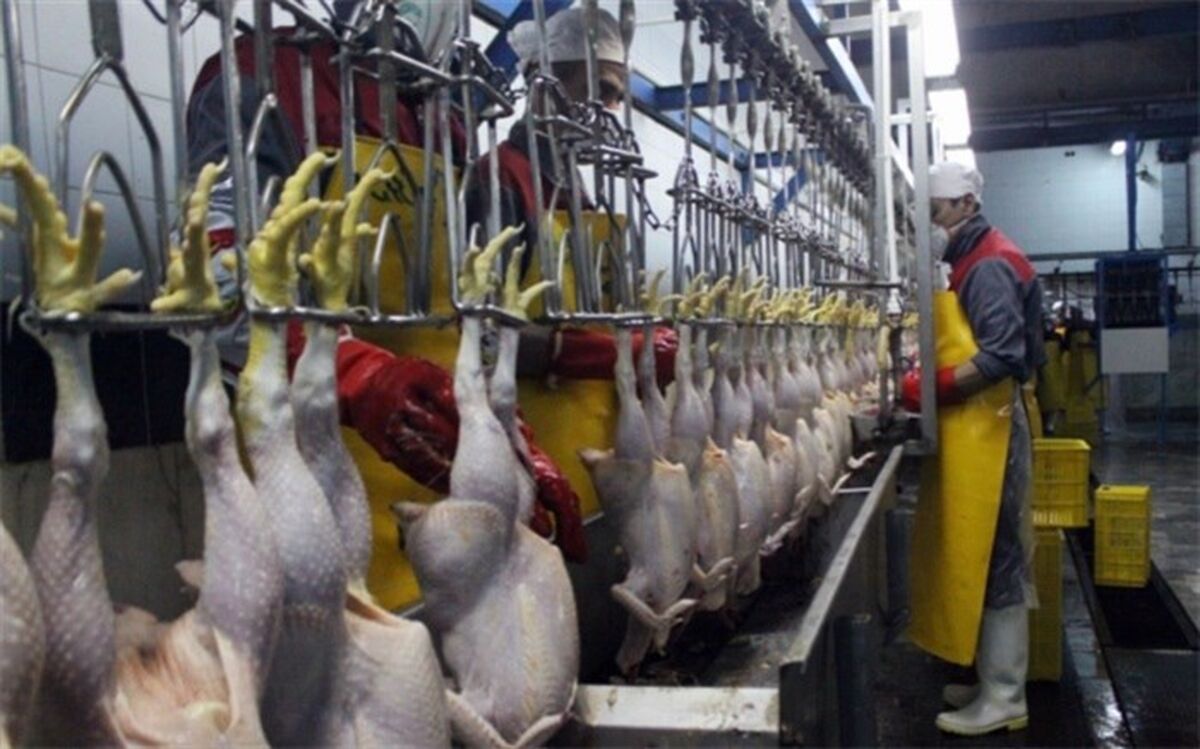 آذربایجان شرقی مشکلی از بابت تولید مرغ ندارد