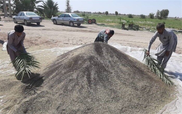 افزایش 60 درصدی کشت کلزا در دلگان