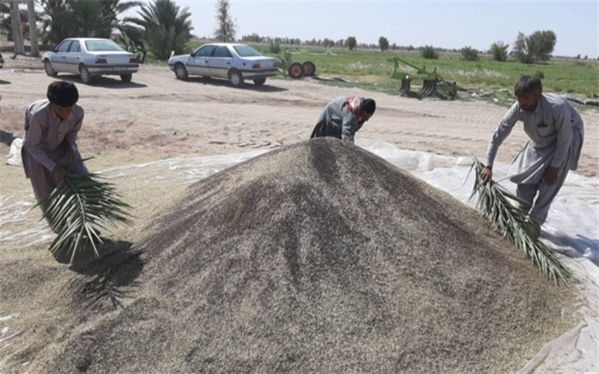 افزایش 60 درصدی کشت کلزا در دلگان