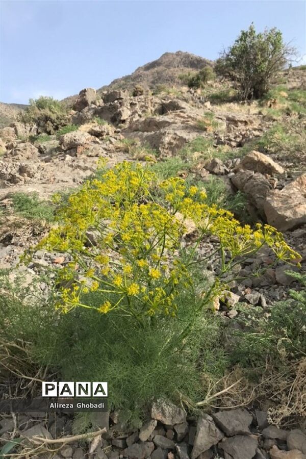 صعود تیم کوهنوردی فرهنگیان فارس به قله دال نشین در شهرستان ارسنجان