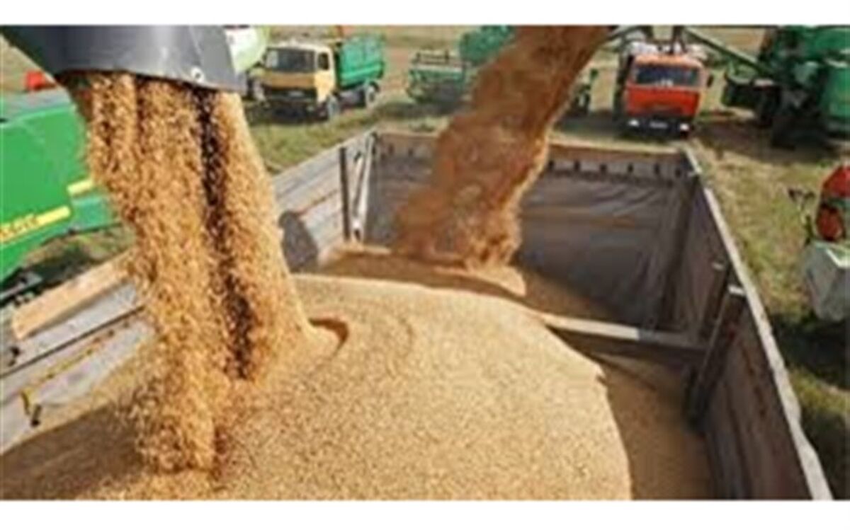 بازار سیاه نهاده‌های دامی وارد شده با ارز 4200 تومانی