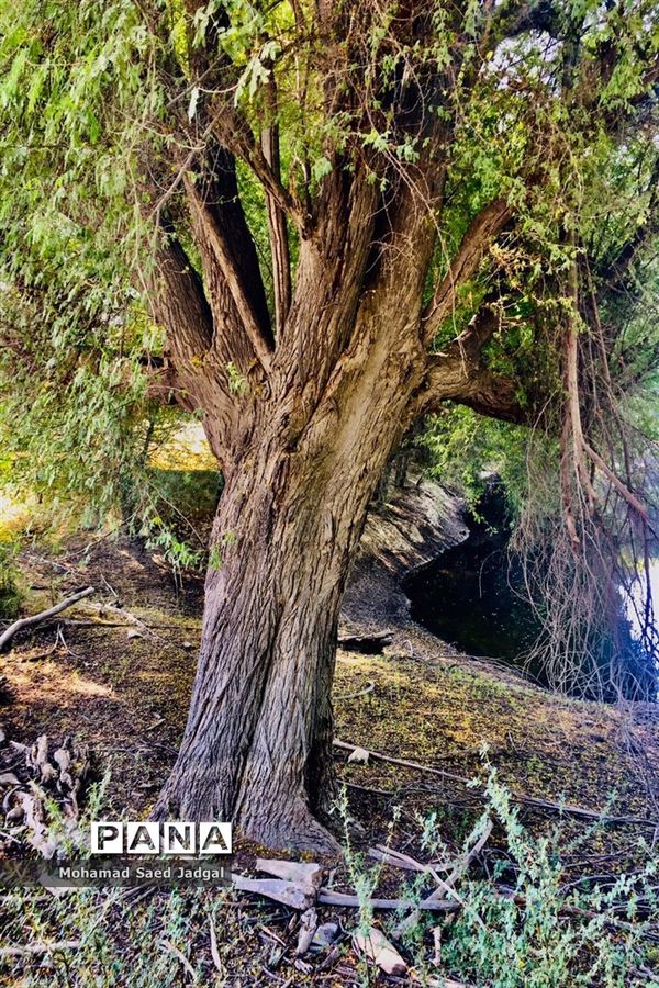 زیبایی فصل بهار در روستاهای بخش مرکزی چابهار