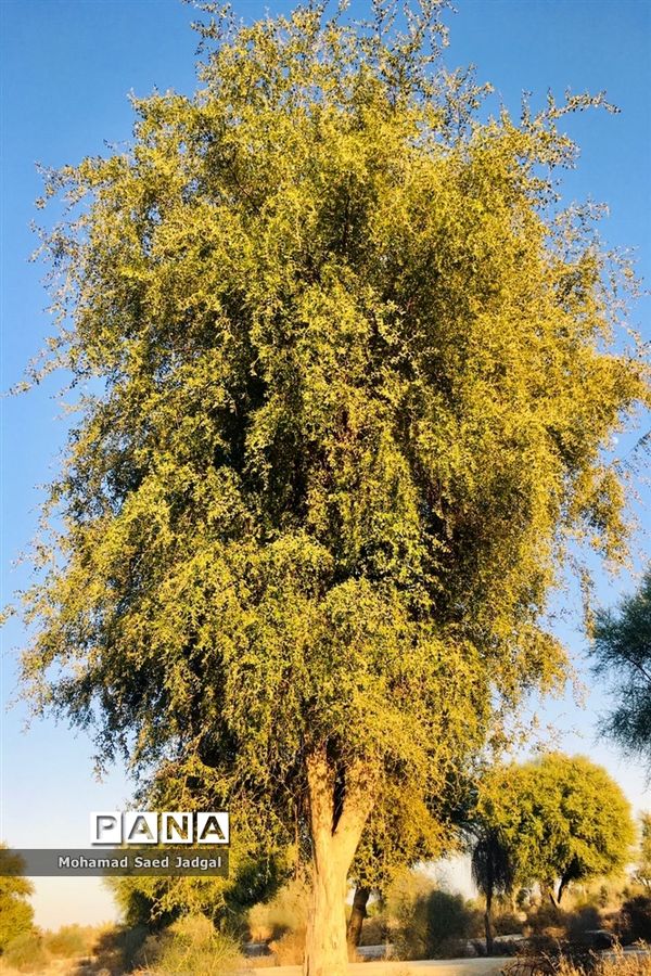 زیبایی فصل بهار در روستاهای بخش مرکزی چابهار