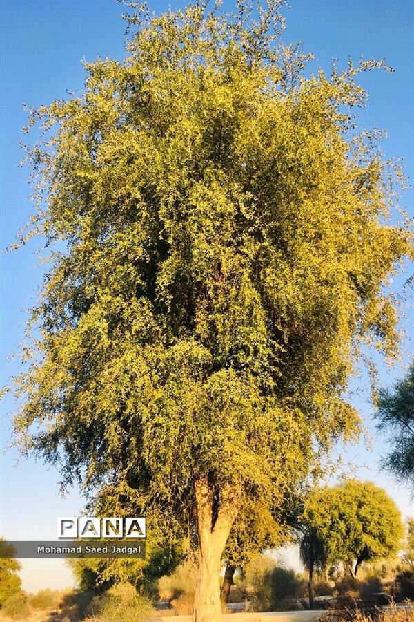 زیبایی فصل بهار در روستاهای بخش مرکزی چابهار