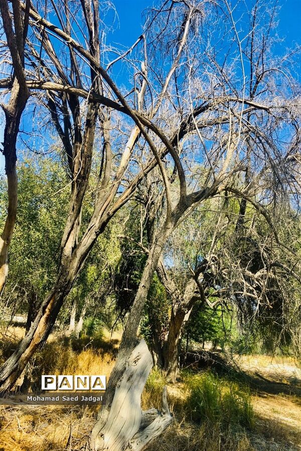 زیبایی فصل بهار در روستاهای بخش مرکزی چابهار
