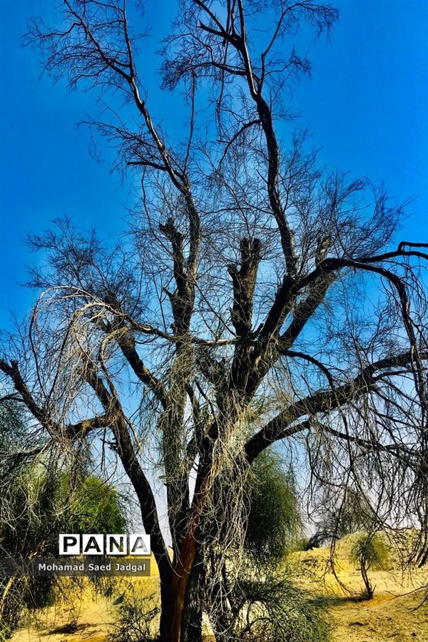 زیبایی فصل بهار در روستاهای بخش مرکزی چابهار