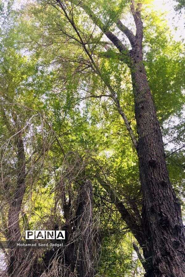 زیبایی فصل بهار در روستاهای بخش مرکزی چابهار