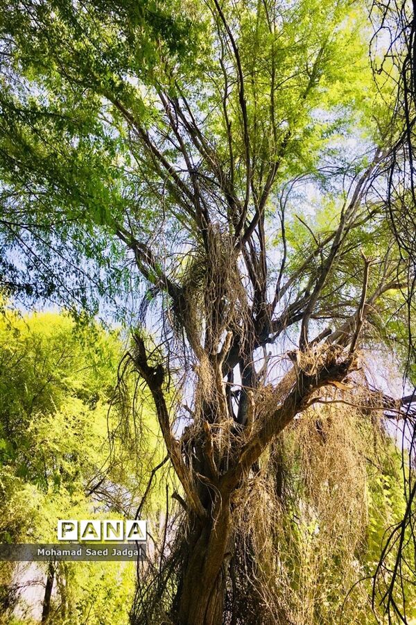 زیبایی فصل بهار در روستاهای بخش مرکزی چابهار