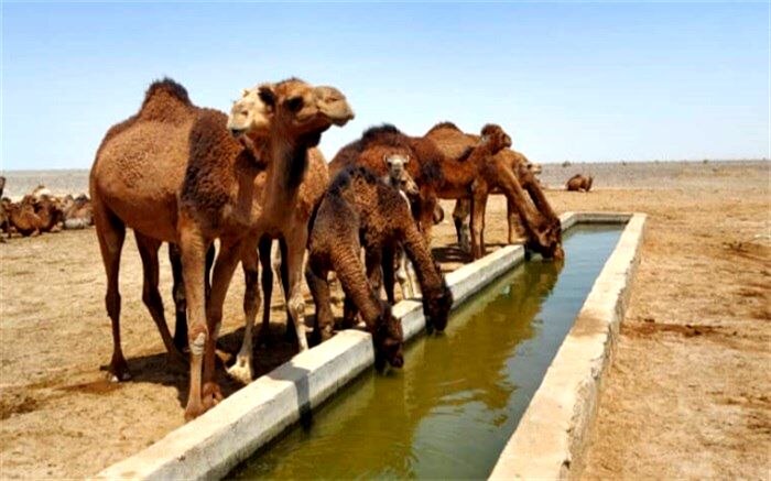 وجود 75 هزار نفر شتر در سیستان و بلوچستان