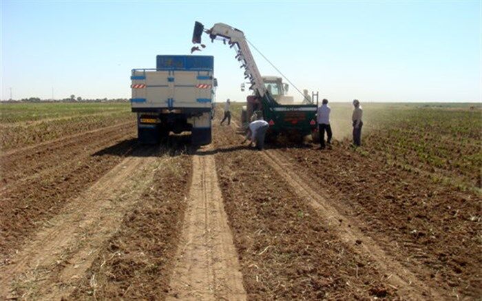 پیش بینی تولید 1.1 میلیون تن چغندرقند پاییزه در سال 1400، توسط وزارت جهاد کشاورزی