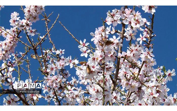 شکوفه ها به یغما می روند