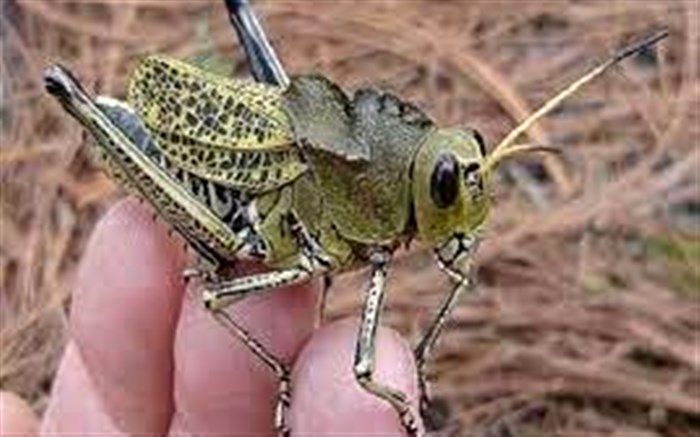 ۶۳۰۰ هکتار مبارزه با آفت ملخ صحرایی انجام شد