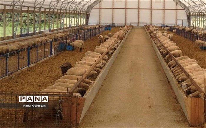 ‎تلاش‌ برای احیای دامداری هزار رأسی در کردکوی