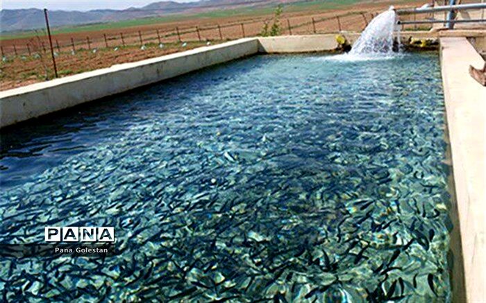 امسال پنجاه میلیون قطعه بچه میگو در گلستان تکثیر می‌شود