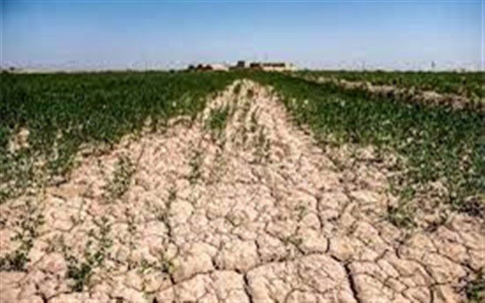 ۷۰ درصد ازمزارع کشاورزی کهگیلویه قابلیت برداشت ندارند