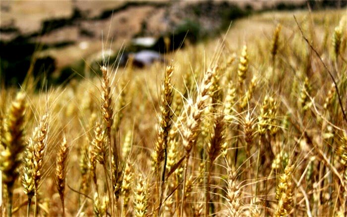 قیمت خرید تضمینی هر کیلو گندم ۵ هزار تومان شد