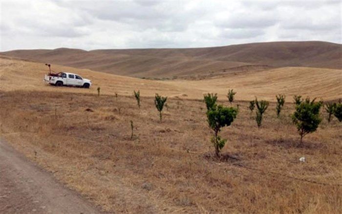سمپاشی شش هزار هکتار از مراتع خداآفرین جهت کنترل ملخ