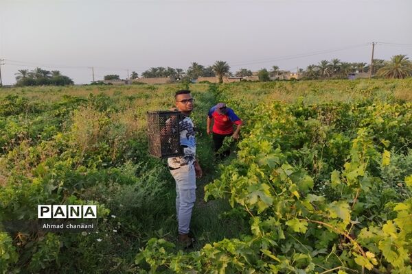 برداشت انگور در تاکستان‌های روستای بهر شهرستان کارون