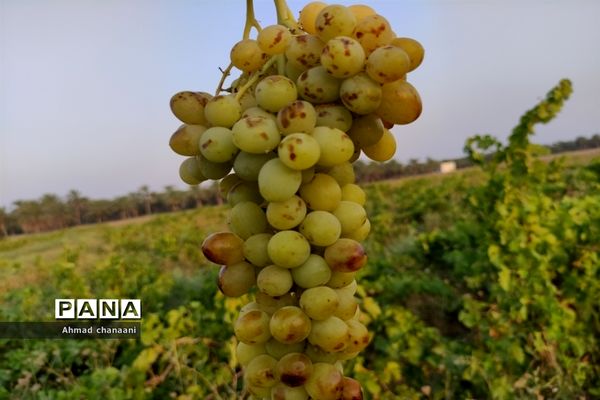 برداشت انگور در تاکستان‌های روستای بهر شهرستان کارون