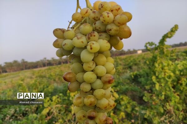 برداشت انگور در تاکستان‌های روستای بهر شهرستان کارون