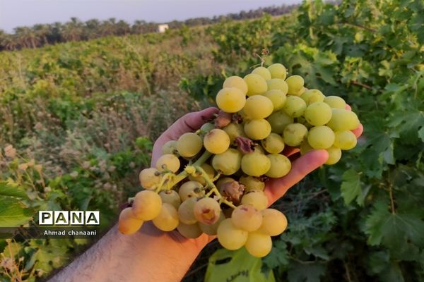 برداشت انگور در تاکستان‌های روستای بهر شهرستان کارون
