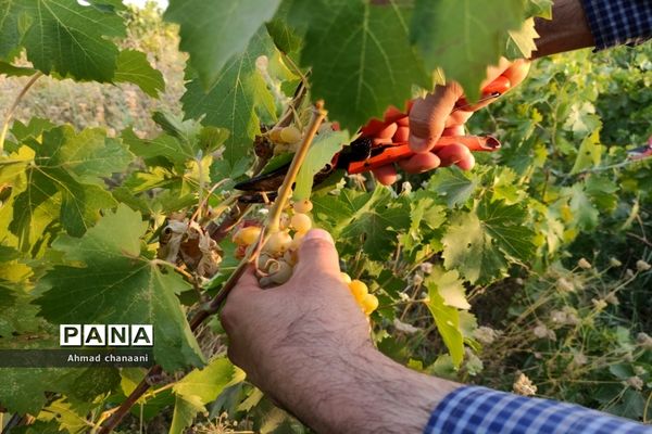 برداشت انگور در تاکستان‌های روستای بهر شهرستان کارون