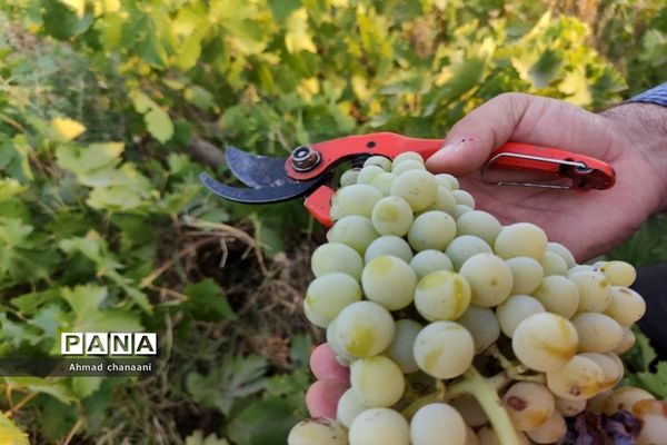 برداشت انگور در تاکستان‌های روستای بهر شهرستان کارون