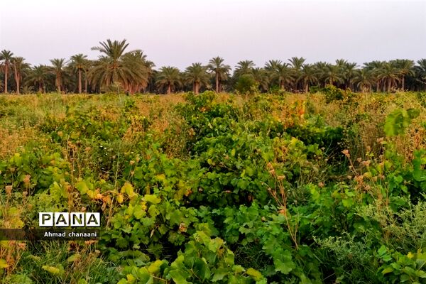 برداشت انگور در تاکستان‌های روستای بهر شهرستان کارون