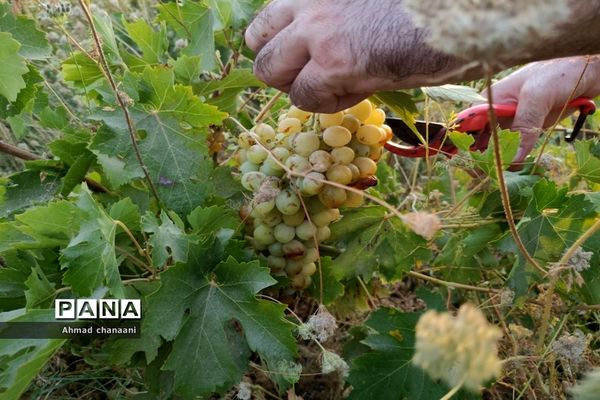 برداشت انگور در تاکستان‌های روستای بهر شهرستان کارون