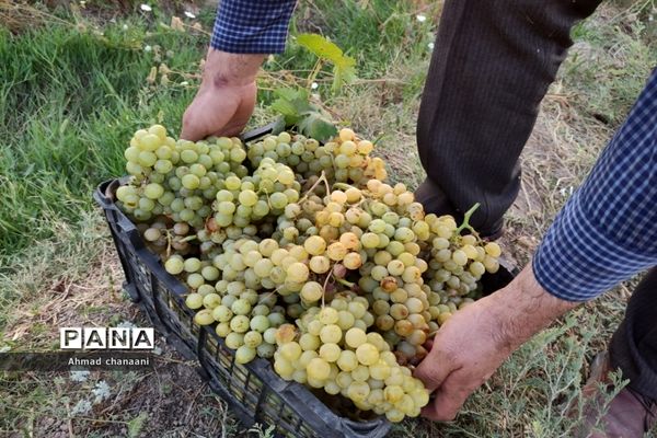 برداشت انگور در تاکستان‌های روستای بهر شهرستان کارون