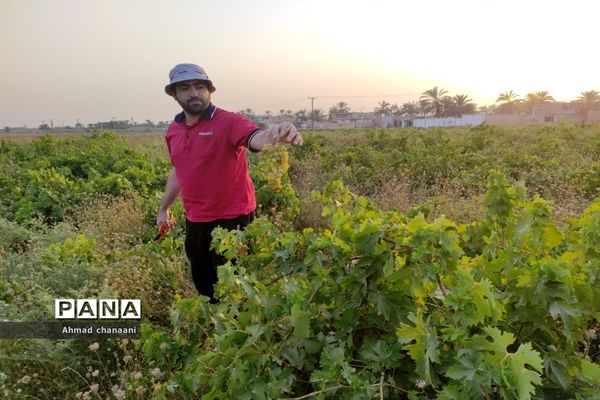 برداشت انگور در تاکستان‌های روستای بهر شهرستان کارون