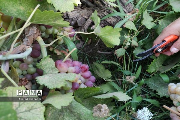 برداشت انگور در تاکستان‌های روستای بهر شهرستان کارون