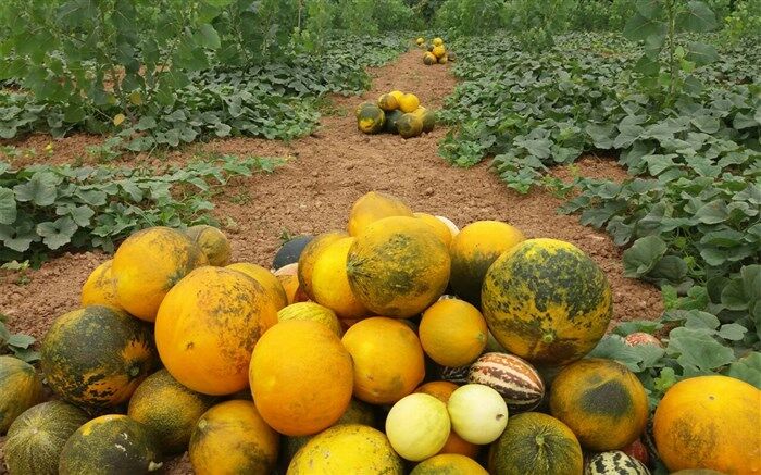 جشنواره برداشت خربزه محلی در روستای اسپند صومعه سرا
