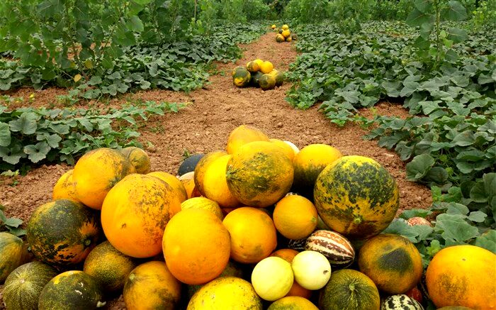 جشنواره برداشت خربزه محلی در روستای اسپند صومعه سرا
