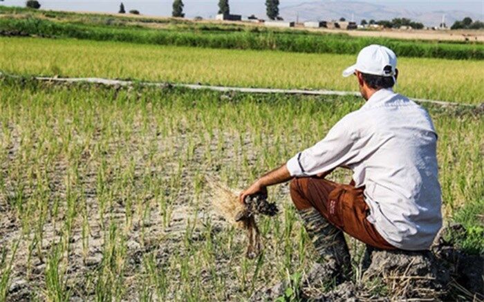برگزاری بیش از ۴ هزار دوره آموزشی برای کشاورزان