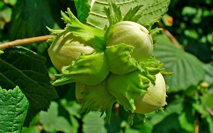 برداشت نوبرانه فندق در گیلان آغاز شد